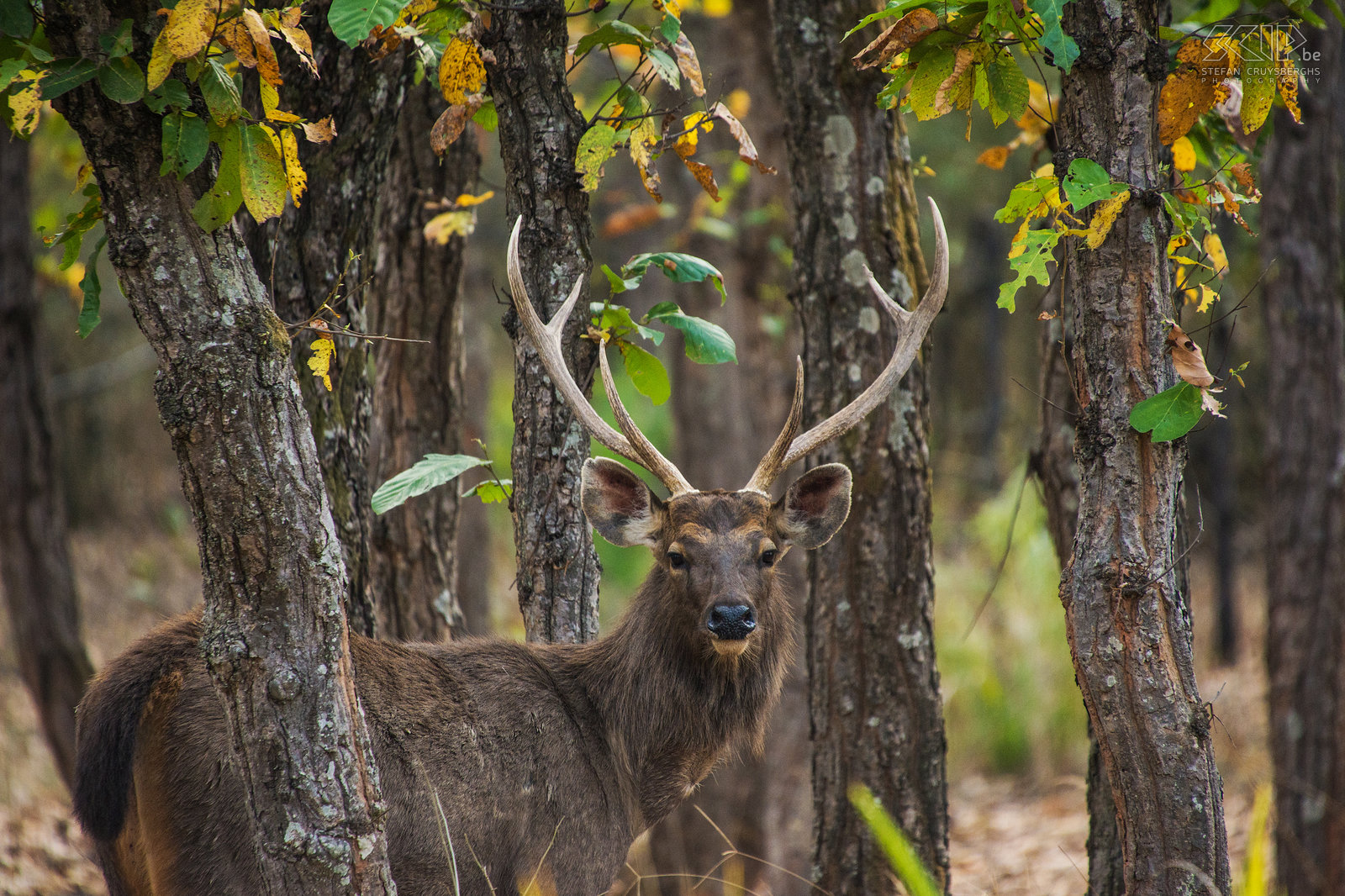 Bandhavgarh - Sambar deer  Stefan Cruysberghs